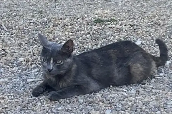 Chat perdu, , photo: Chatte écaille perdue - Morthomiers