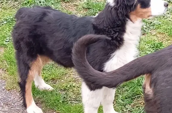 Chien perdu Nouvelle-Aquitaine, photo : Chien Berger australien perdu à Bernay