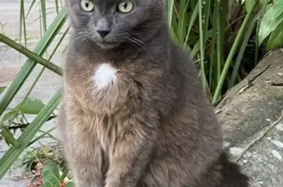 Lost Senior Cat: Grey, White Spot, NW 3rd Ave