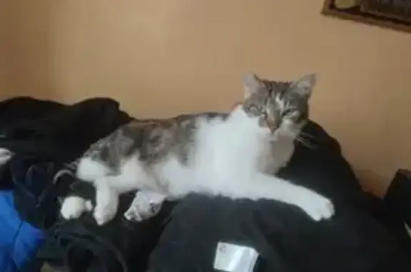 Animaux perdus Albert, photo: Chat blessé disparu à Albert