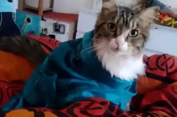 Animaux perdus Montpellier, photo: Chat tigré perdu à Montpellier