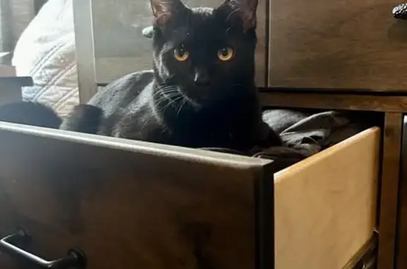 Lost Black Cat with Gold Eyes in Sellersburg!