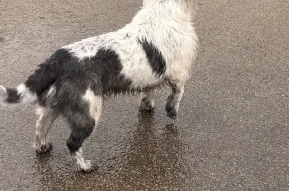 Chien perdu à Venoy aboie et fuit - photo