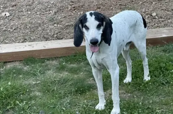 Chien craintif trouvé à Fuveau - photo