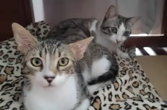 Lost Kitten Alert: 5-Month Tabby - Wilshere 20