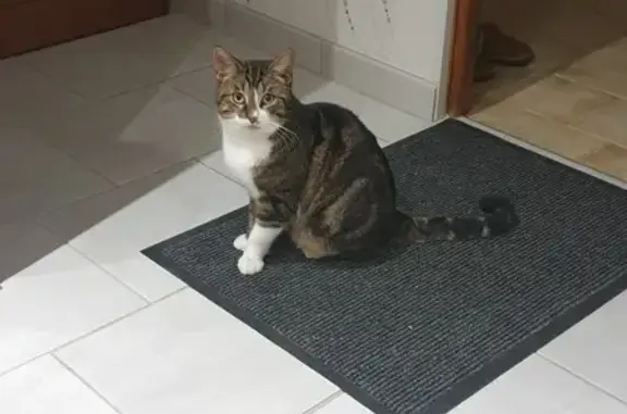 Chat perdu, , photo: Chat tigré perdu à Alliancelles