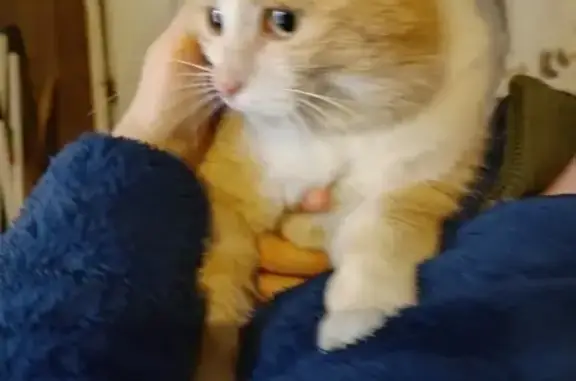Chat roux perdu et peureux à Laval - photo