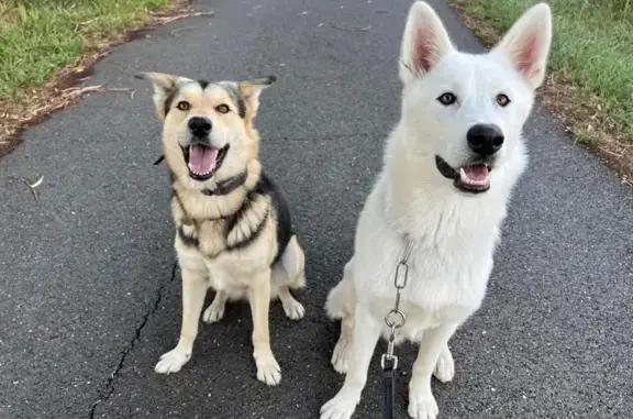 Chien perdu , photo : Alerte: Deux Chiens Perdus