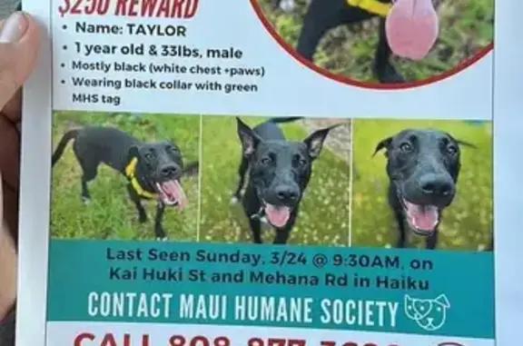 Lost Shy Lab-Pit Mix in Peahi Farms - Help!