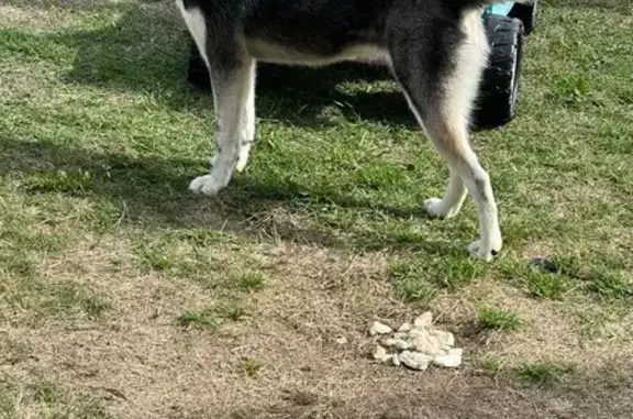 Lost Husky Found on Cattle Ranch Dr, 403!