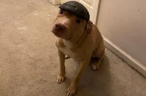 Lost Pit Bull Max in Detroit - Help Find Him!