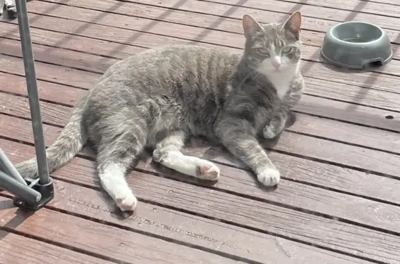 Buddy
Grey/white tabby
Short hair domestic 
Male 
Microchipped 
Went missing on 27/3/24
Last seen Clyde st St kilda