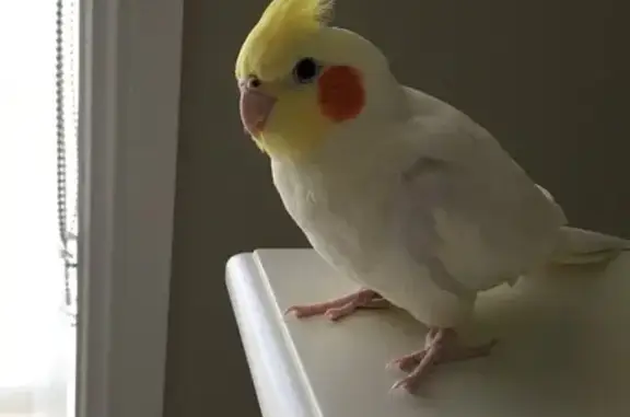 Missing Yellow Cockatiel - Red Cheeks Alert!