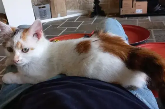 Animaux perdus Toulon, photo: Chat blanc perdu au Mt Faron