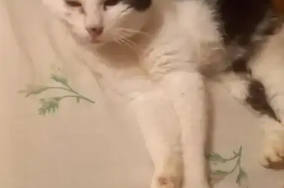 Chatte gestante retrouvée à Savigny - photo