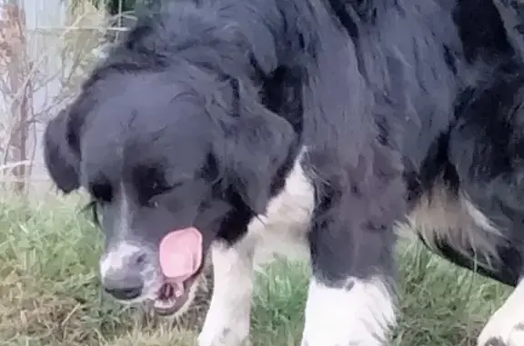 Animaux trouvés , photo: Border Collie perdu à Landos
