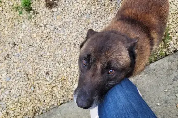 Chien trouvé Preuilly-sur-Claise, photo: Chien croisé malinois trouvé