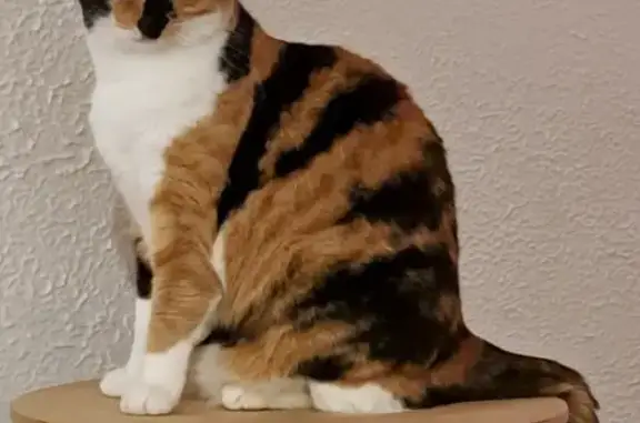 Animaux perdus Plombières-les-Bains, photo: Chatte perdue à Plombières