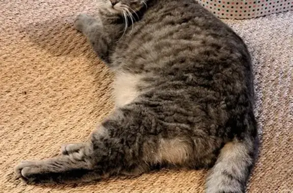 Chat gris tigré perdu à Montech - photo