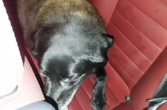 Chien noir dodu trouvé à Treignat - photo