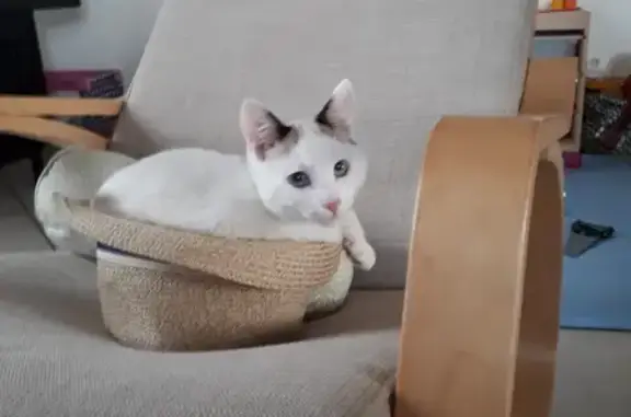 Animaux perdus Brioude, photo: Chat crème tacheté perdu à Brioude