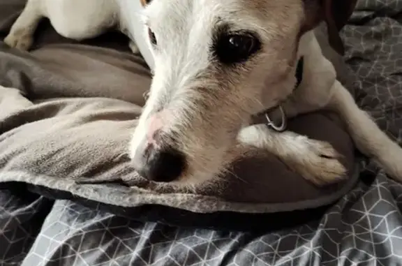Animaux trouvés , photo: Chien perdu à Moutier-Malcard