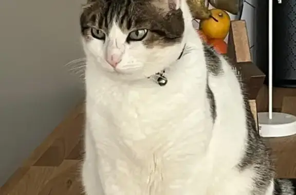 Animaux perdus Bois-Guillaume, photo: Chat tigré Olly perdu - Bois-Guillaume