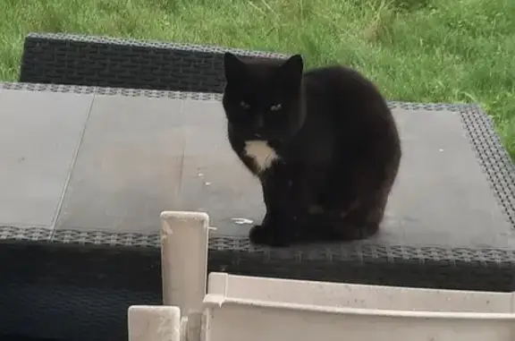 Chat noir blessé trouvé à Domèvre - photo