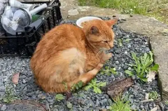 Chat roux trouvé à Saint-Aubin - photo