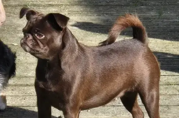 Chien perdu , photo : Chienne Brabançon chocolat fugue