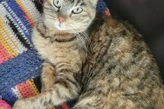 Chatte docile trouvée à Nice - photo