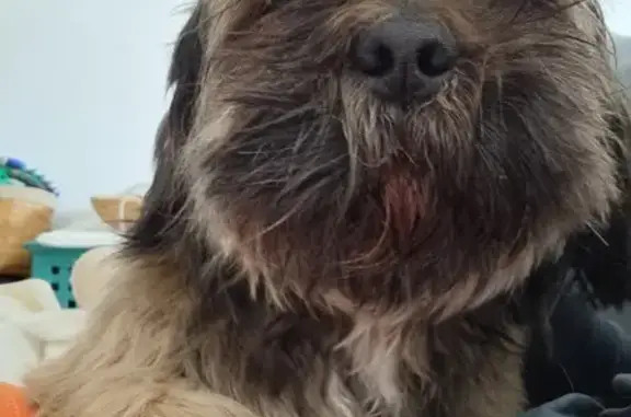 Chien fauve trouvé à Nîmes, sociable - photo