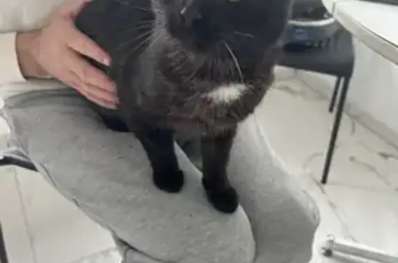 Chaton noir perdu à Épernay - photo