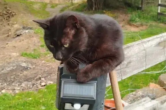 Animaux trouvés , photo: Chaton sociable trouvé à Granace