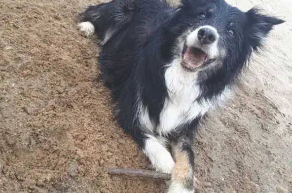 Chien perdu Trémentines, photo : Chien Border Collie perdu à Trémentines