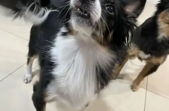 Missing dog , photo: Lost Pomchi: Black & White, Toothless, 57th St