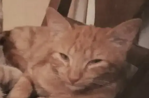 Chat perdu, Montluçon, photo: Chat roux perdu à Montluçon