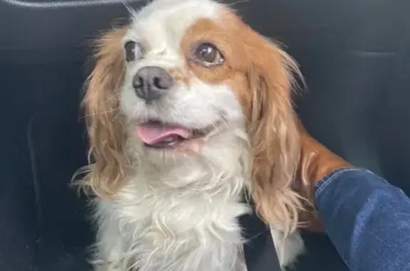Chien perdu à Nantes retrouvé - photo