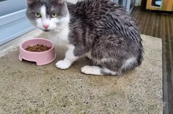 Chat gris-blanc perdu à Tourcoing - photo