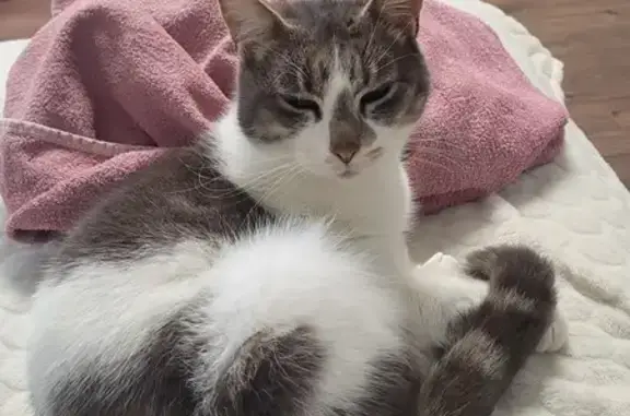 Chat tripatte trouvé à Jaulzy - photo