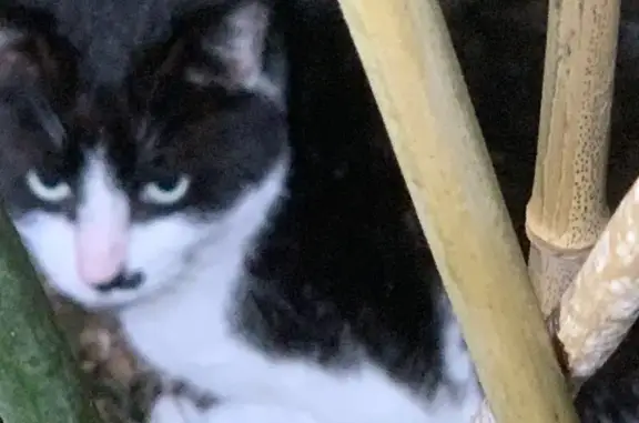Animaux trouvés Halluin, photo: Chat noir/blanc trouvé à Halluin