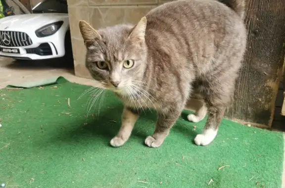 Chat blessé trouvé, sans puce - photo