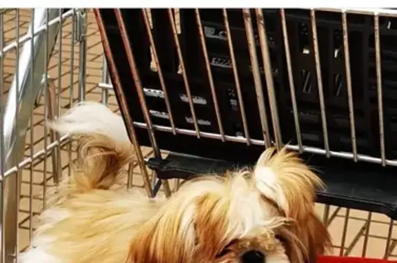 Animaux perdus Mont-Saint-Aignan, photo: Chiot de 5 mois perdu à Mont-Saint-Aignan