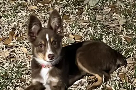 Lost Puppy in Brenham, TX - Help Find Her!