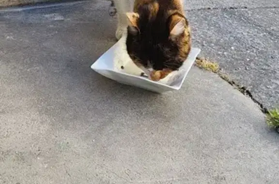 Chat affamé trouvé Rue Naujac - photo