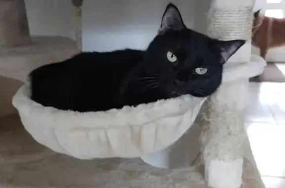 Chat perdu, Plozévet, photo: Chat Replay noir perdu à Plozévet