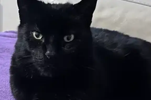 Chat perdu, Malintrat, photo: Chat noir tatoué perdu à Malintrat