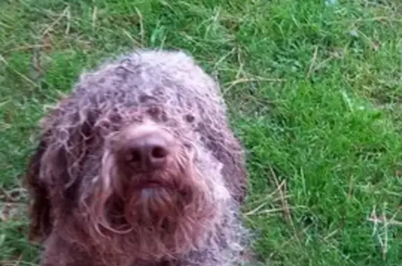 Animaux trouvés , photo: Chien errant à Grane retrouvé