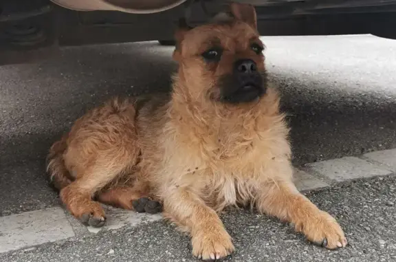 Chien perdu retrouvé à St-Martin - photo