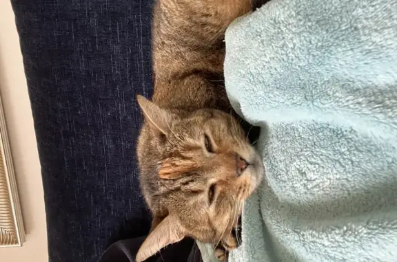 Animaux perdus Valence, photo: Chatte tigrée perdue à Valence